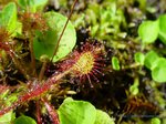 Drosera rotundifolia