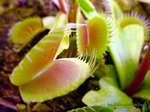 Dionaea muscipula