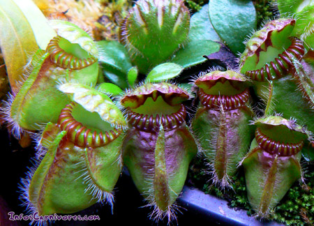 Cephalotus follicularis