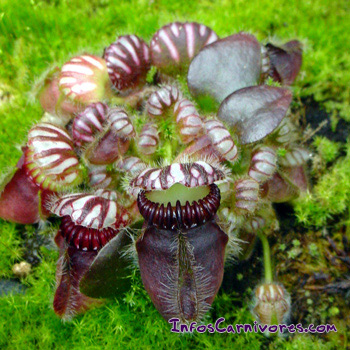 Cephalotus