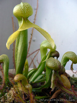 Darlingtonia californica