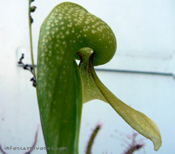 Piège de Darlingtonia