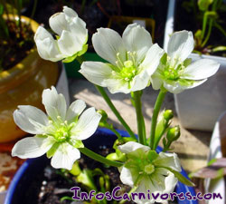 Fleur de Dionaea muscipula