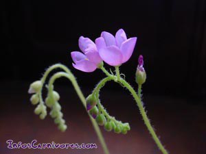 Fleurs de Drosera capensis