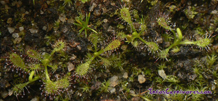 Semis de Drosera capensis