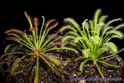 Drosera capensis et D. capensis alba