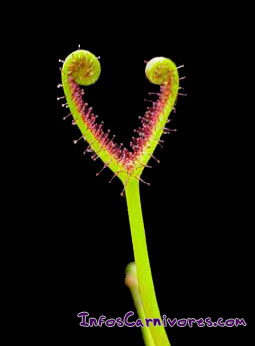 Drosera binata