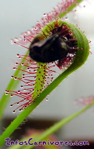 Capture de Drosera