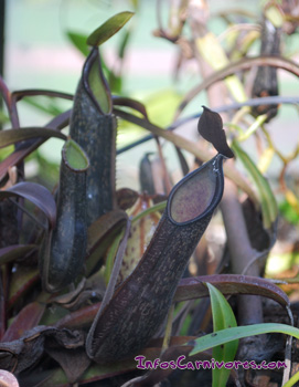 Nepenthes mikei