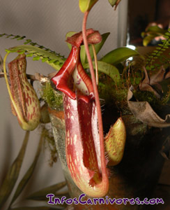 Urne de Nepenthes x mixta