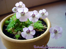 Pinguicula