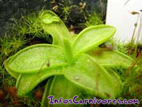 Pinguicula primuliflora