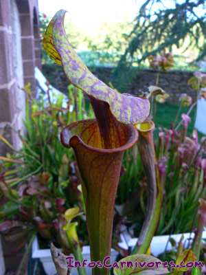 Sarracenia