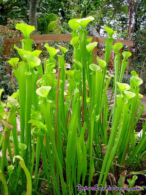 Sarracenia flava