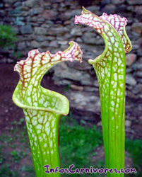 Urnes de Sarracenia leucophylla