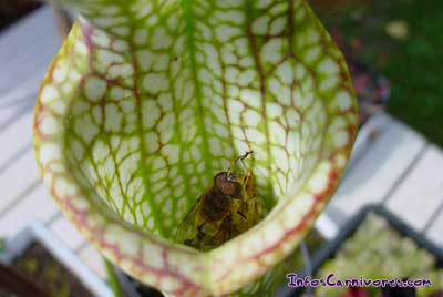 Mouche dans Sarracenia leucophylla