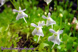 Utricularia sandersonii