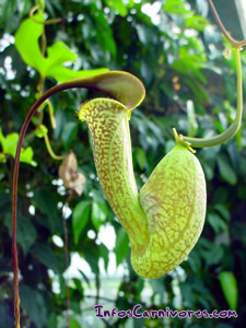 Aristolochia trilobata