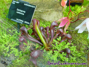 Darlingtonia californica