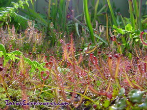 Drosera binata 