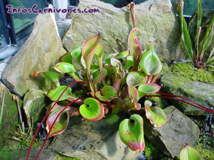 Heliamphora