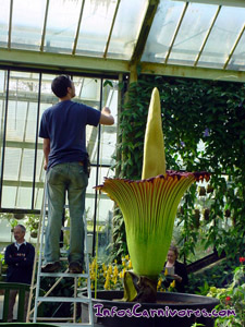 Amorphophallus titanum