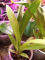 miltoniopsis new leaf