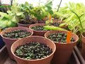 plants basil seedlings