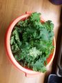 green kale