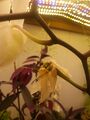 orchid successfully fertilized