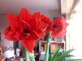 mystery amaryllis: a double-flower red