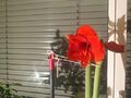 big red amaryllis first flower