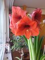 amaryllis second spike flowering