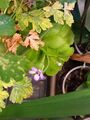 pinguicula flower