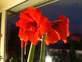 big red amaryllis six flowers on first stalk