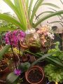 cephalotus placement and orchids and amaryllis below