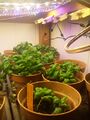 basil seedlings on the shelf