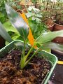 strelitzia reginae with new 5th leaf starting