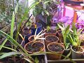 amaryllis and tulips potted in