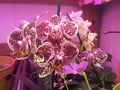 speckled violet small phalaenopsis blooms