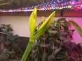 red-white amaryllis stem