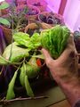 small salad harvest