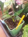 strelitzia reginae 4th new leaf