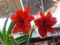 double-red amaryllis first stalk with three flowers