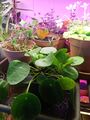 new pilea