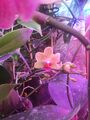 orange speckled phalaenopsis first few flowers