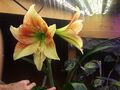 red-white amaryllis blooms