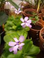 pinguicula flowers