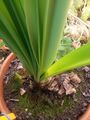 amaryllis second flower spike