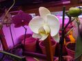 big white phalaenopsis first bloom